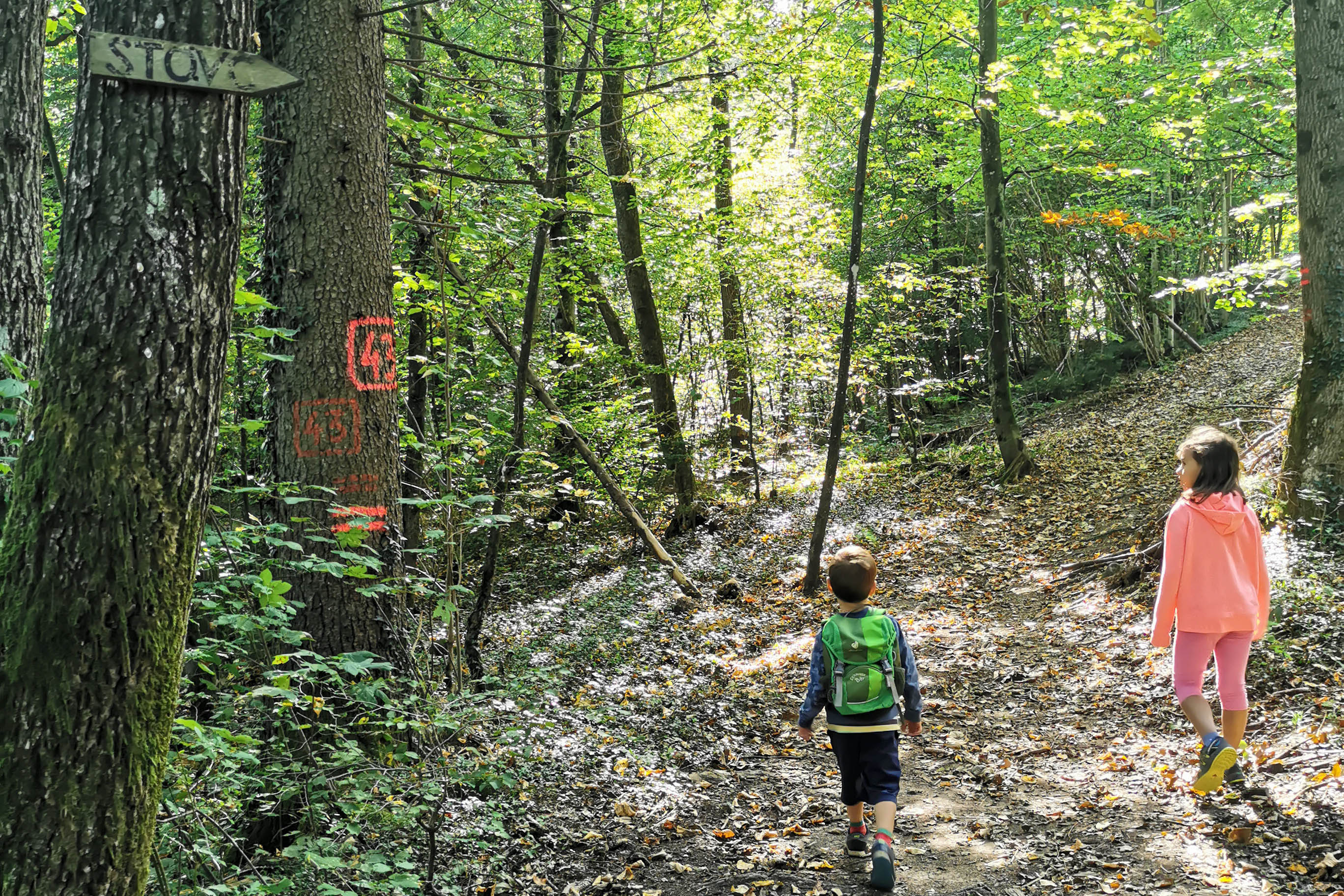 Forest path